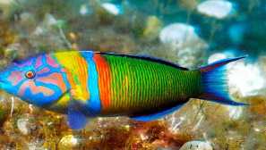 Pavivine talassoma